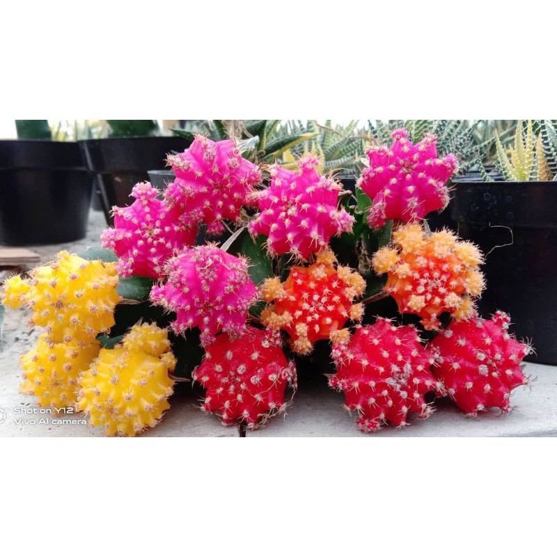 Kaktus GYMNO IMPORT KOREA