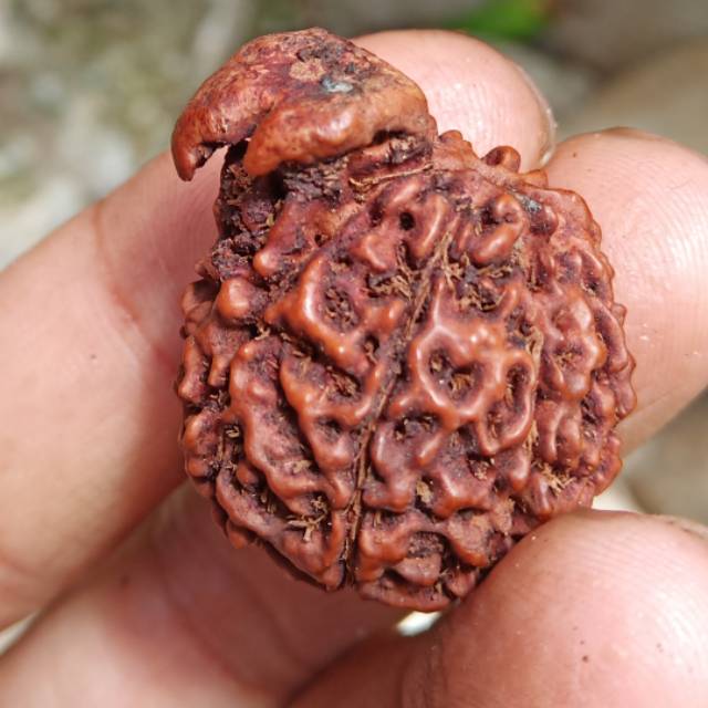 Jenitri rudraksha ganesha besar A