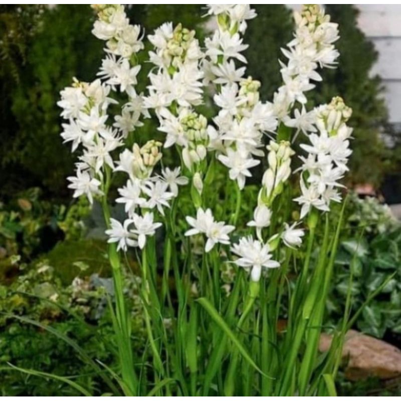 Pohon Bunga Sedap Malam Tanaman Hias Bibit Pohon Bunga Sedap Malam