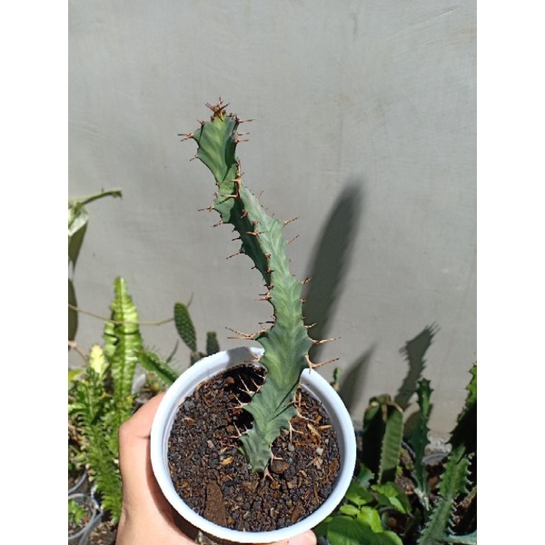 euphorbia buruana