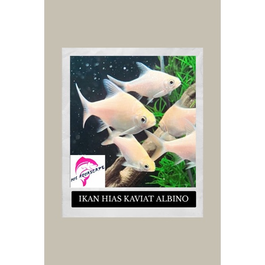 Hiasan aquarium / ikan hias kaviat pemakan lumut