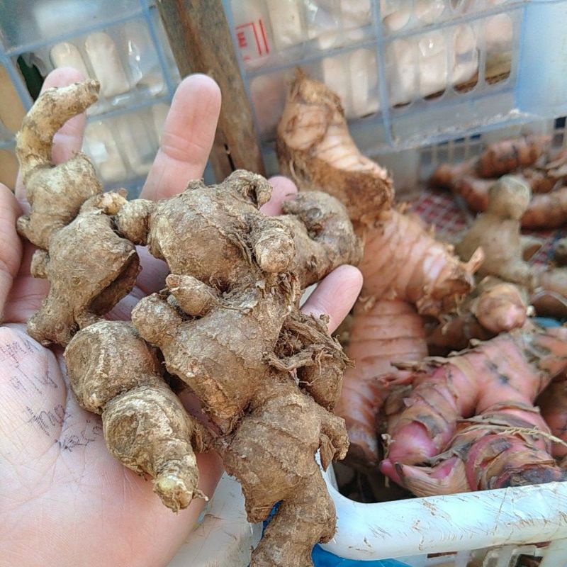 

jahe emprit pedas cocok untuk wedang jahe rempah pilihan semarang