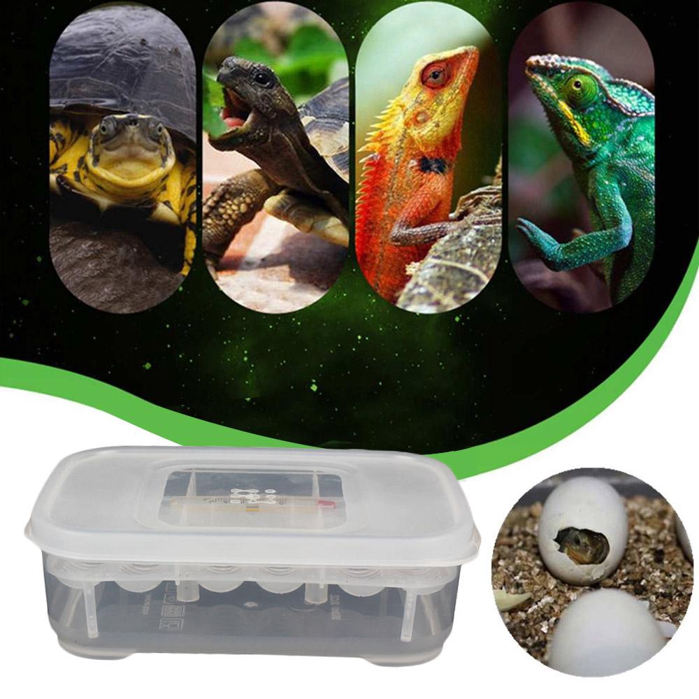 Other Collectable Items Fun Kids Large Hatching Reptile Egg 1x ...