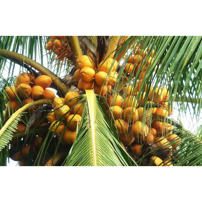 kelapa gading Kuning pendek