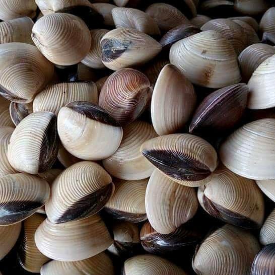 

Kerang kepa 1kg