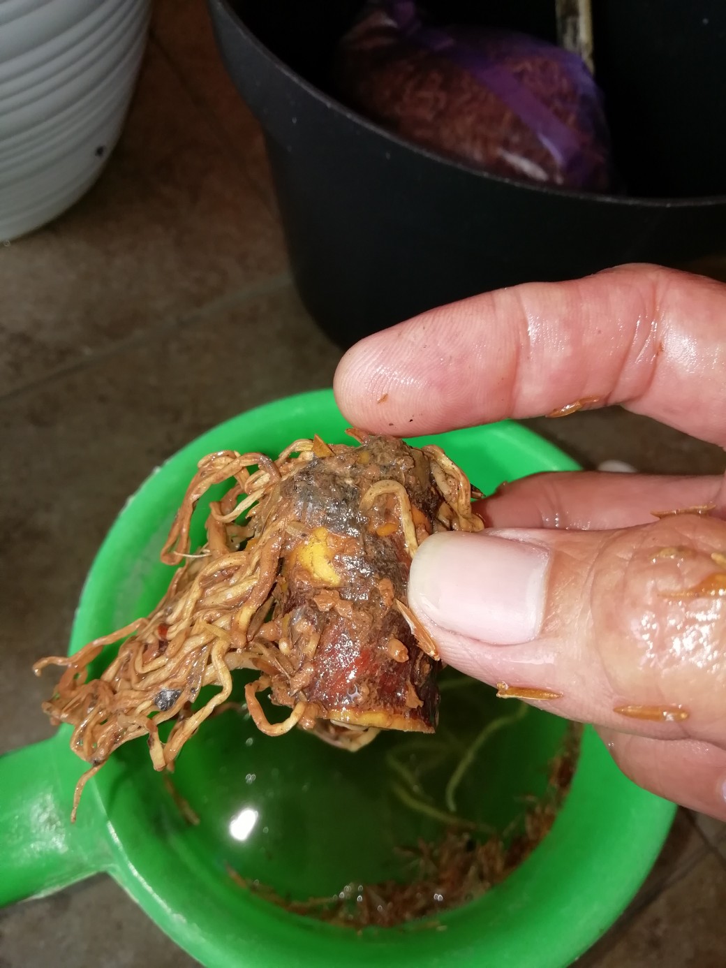 Bonggol Bunga Aglonema Golden Hope