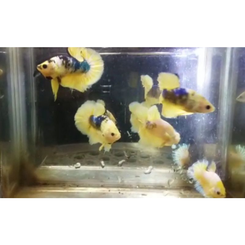 

PLAKAT YELLOW FANCY KUALITAS MURAH