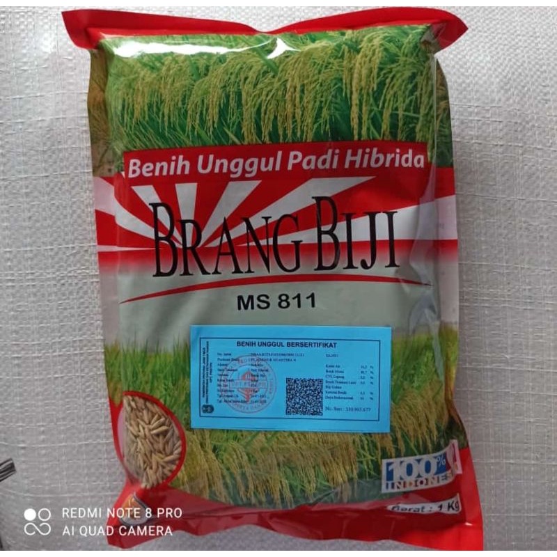 Benih Padi Hibrida Brang Biji