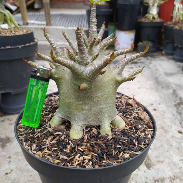 Adenium Godji x Ara champion benih import Thailand