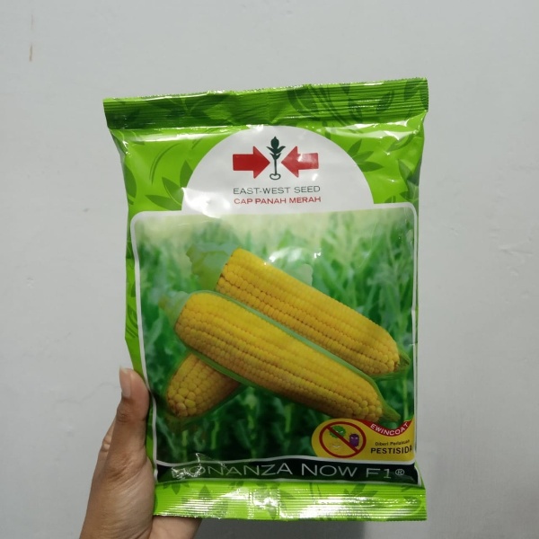 Benih Bibit Jagung Manis Bonanza Now F1 1800 Biji Kuning Panah Merah