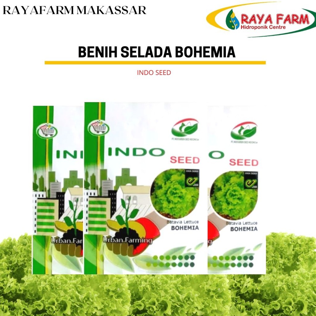 Jual Benih Bibit Selada Bohemia Ez Gr Shopee Indonesia