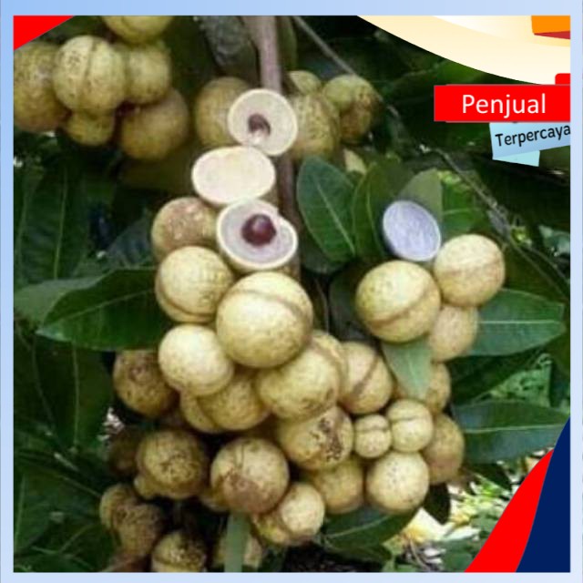 

/COD/ [1 paket isi 4 ]bibit Lengkeng matalada super Nyaris tanpa biji original ktn