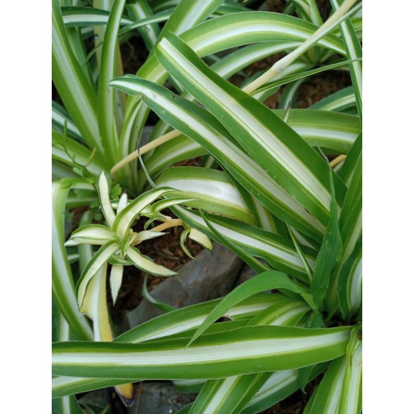 tanaman es lilin/spider lili