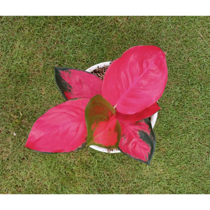 Bunga Aglonema Suksom