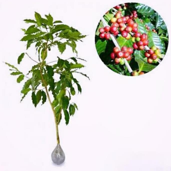 Murah Bibit Kopi Arabika Arabica Super Unggul Unggul