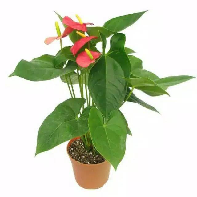 Tanaman hias Anthurium bunga/Anthurium bunga cantik / tanaman miykemouse