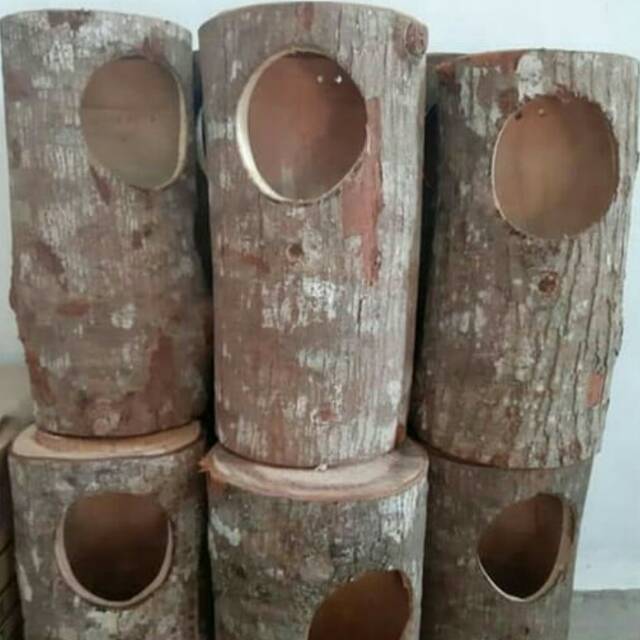 Glodok burung murai/glodok murai/glodok murai pohon/glodok pohon /glodok pohon murai kacer jalak cuc