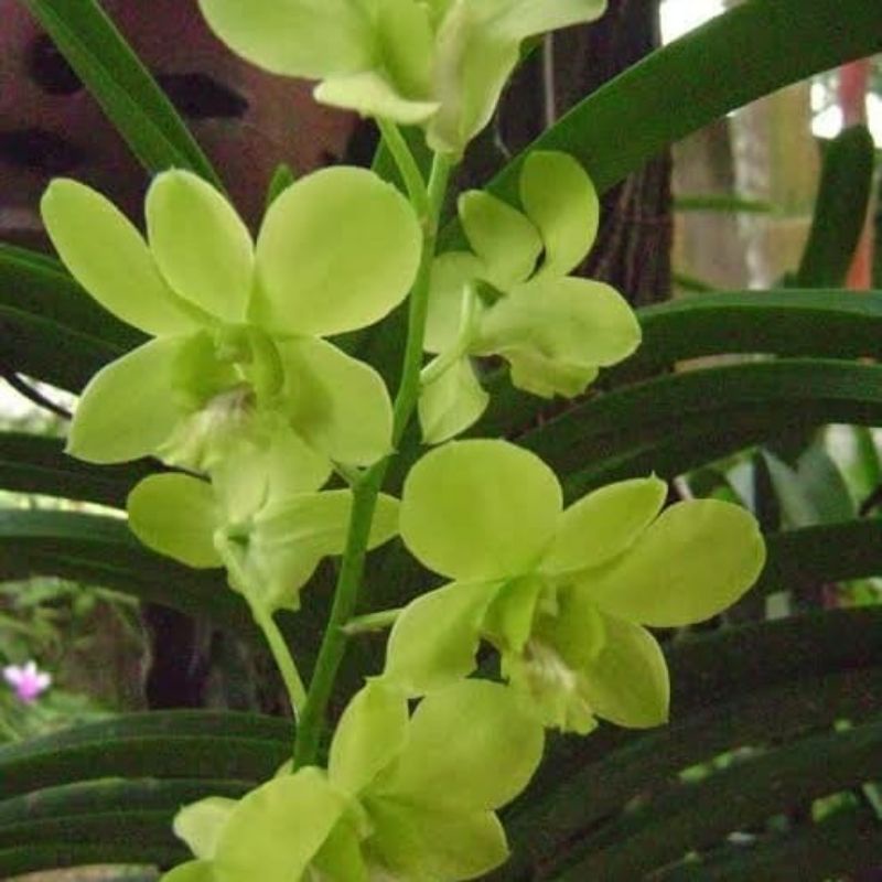 Anggrek Dendrobium Aridang Green [Anggrek Botolan|Botol UC] Siap Aklim