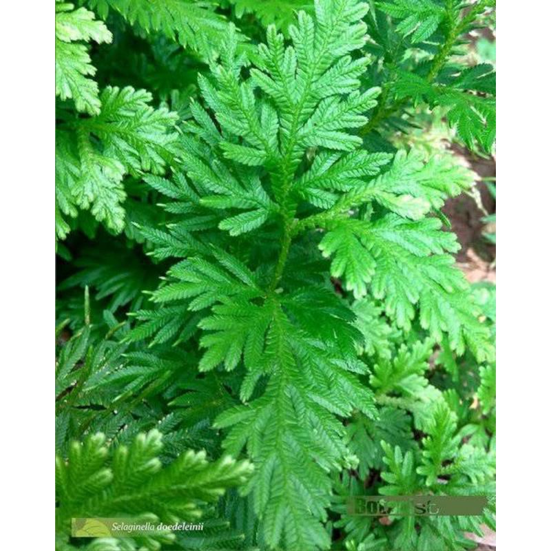 

Daun Cakar Ayam Segar 100gram