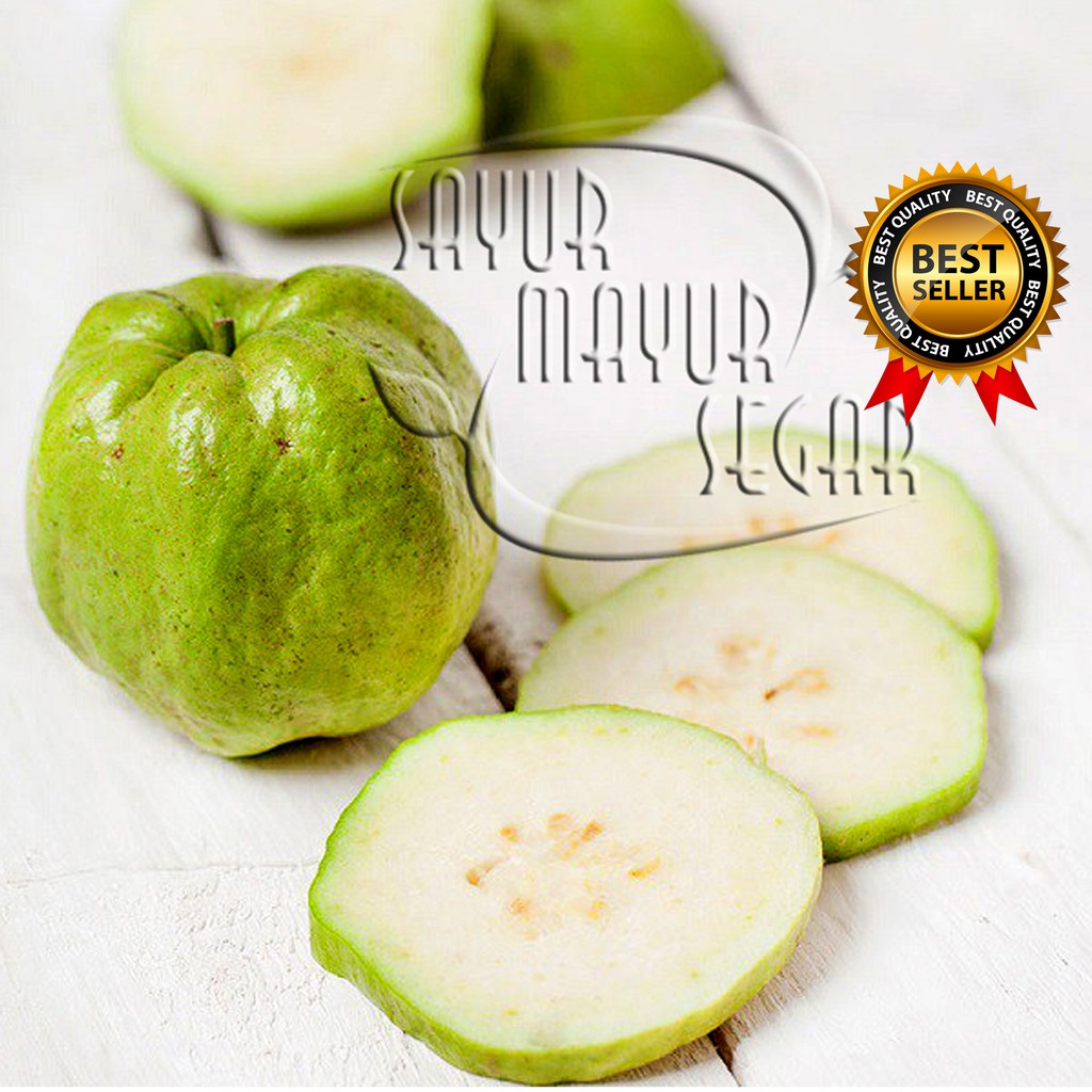 

KIRIM INSTAN JAMBU KRISTAL SEGAR / BUAH JAMBU KRISTAL MANIS FRESH (BUAH CURAH)