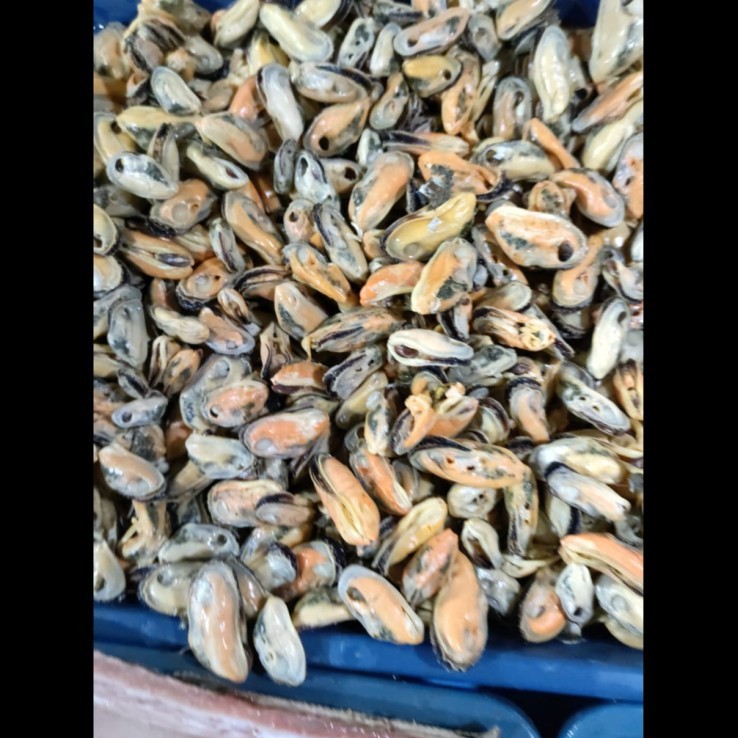 Harga kerang sekilo 2021