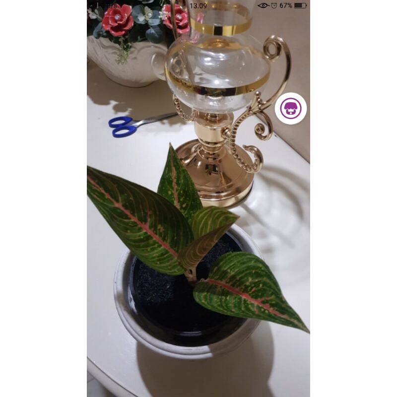 Tanaman Hias Aglonema Red Sumatra-PROMO RED SUMATRA-Red Sumatra PROMO Termurah Aglonema Red Sumatra