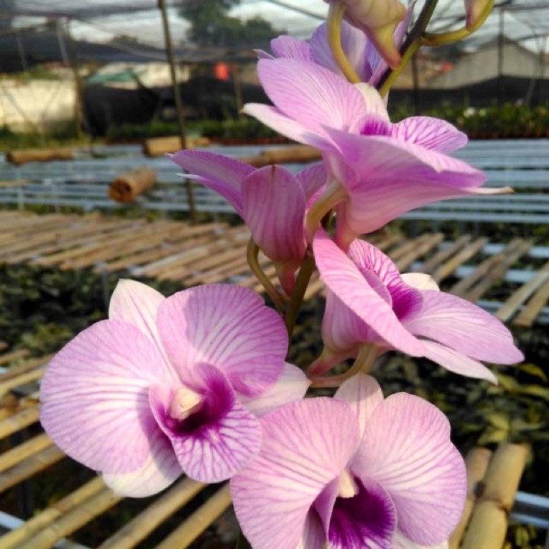 Anggrek Dendrobium Pink strip dewasa