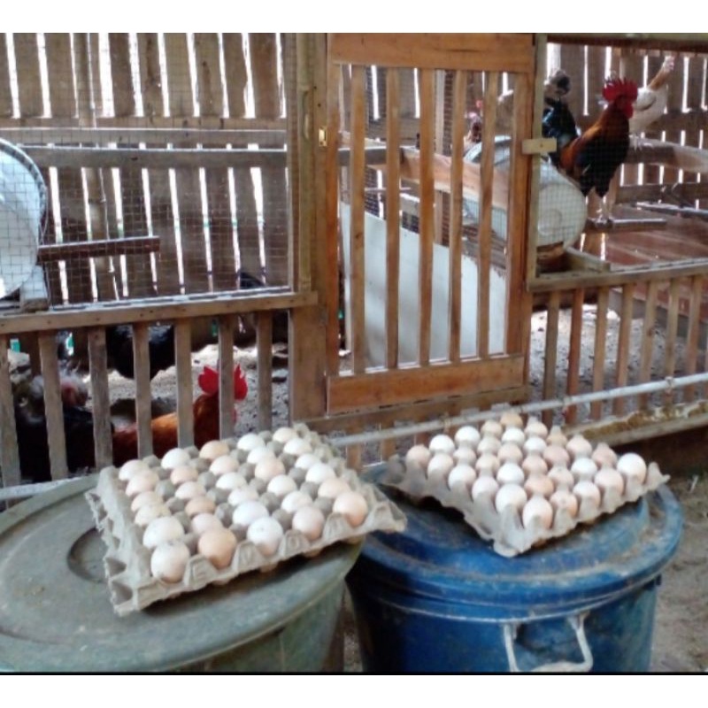 Telur tetas ayam kampung yudistira (AKY)