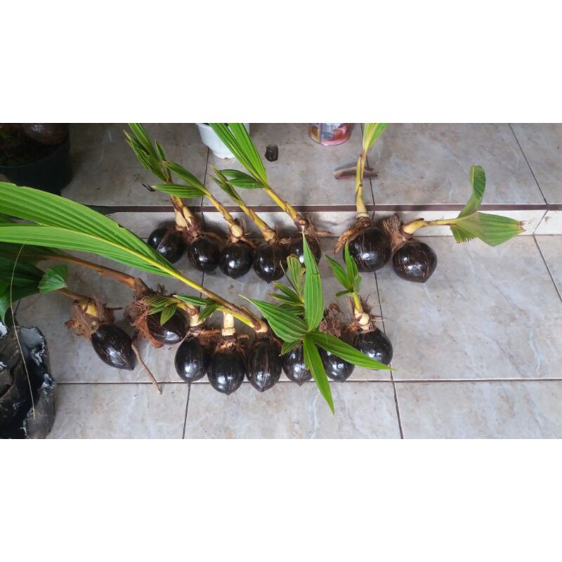 Bahan bonsai kelapa gading Bibit Bonsai Kelapa