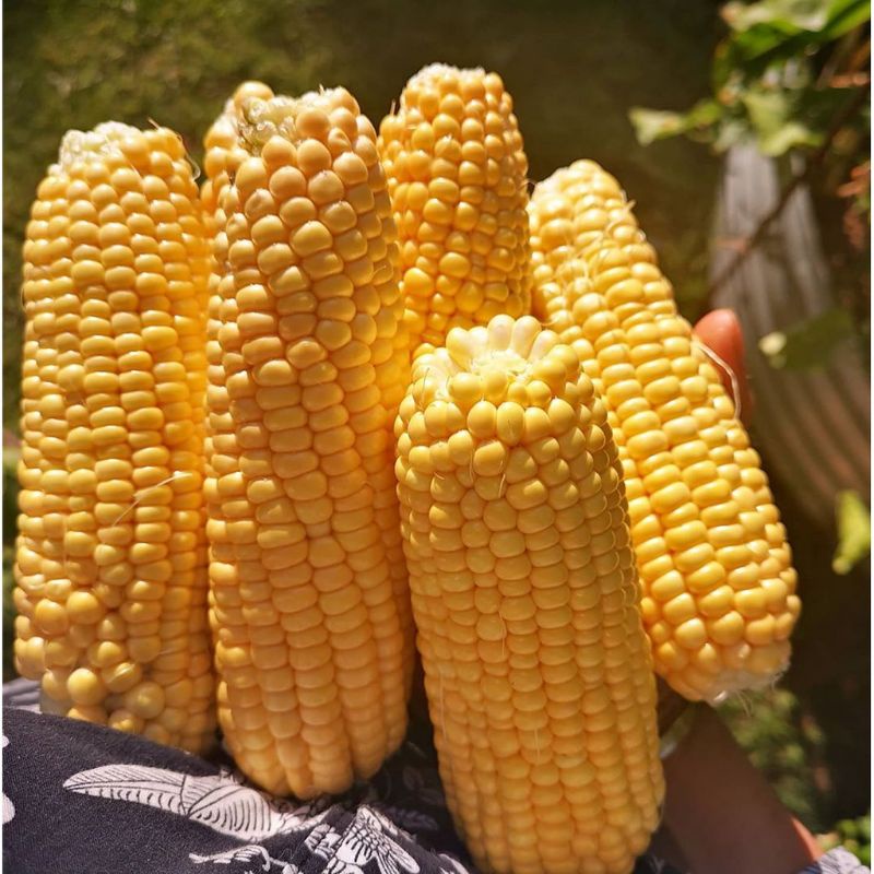 

jagung segar 500gr