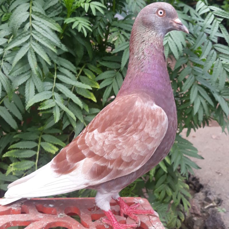 sepasang bahan prospek merpati tinggi siap latih