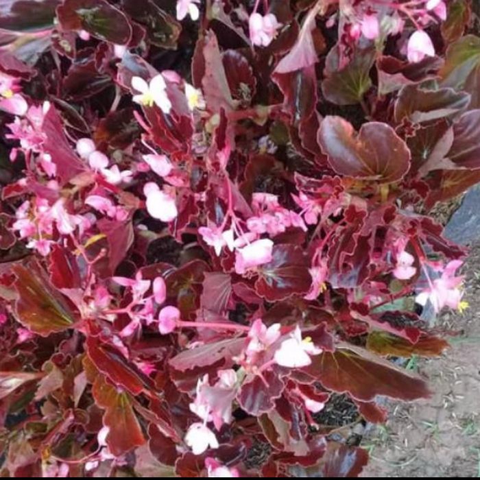 tanaman hias bunga begonia/tanaman pot gantung