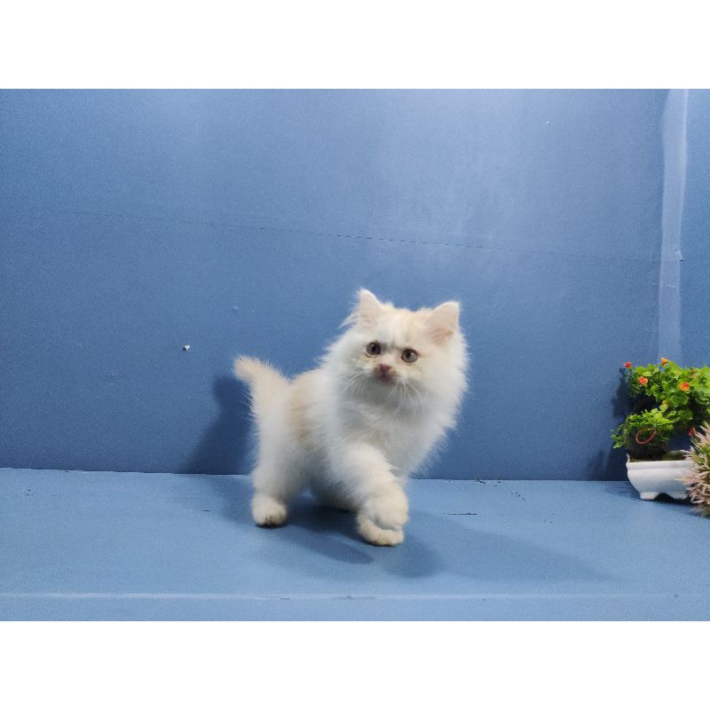 kitten persia jantan gembul bulu kapas