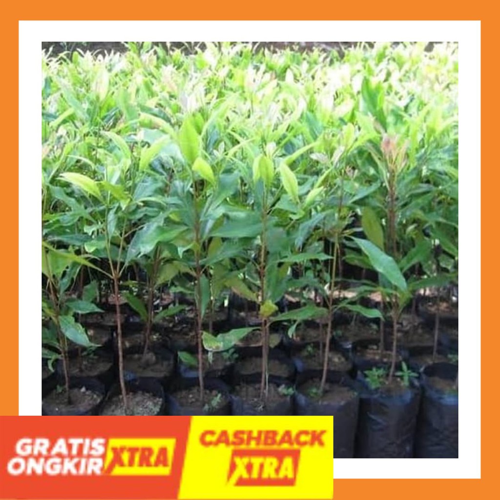 

Bibit Tanaman Herbal Cengkeh -Menambah Imunitas Tubuh Antivirus