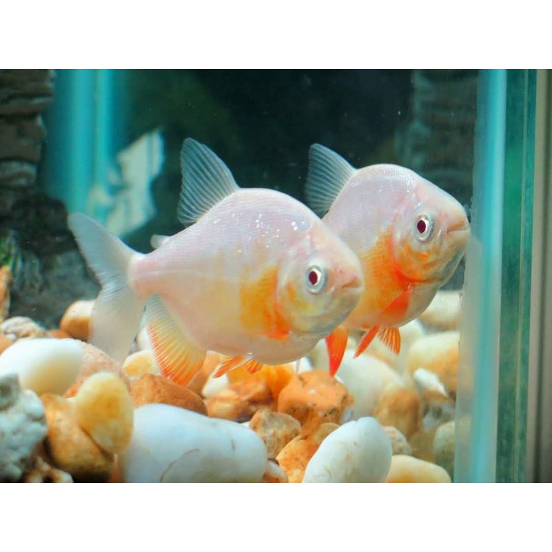 Ikan Pacu Albino Mata Merah