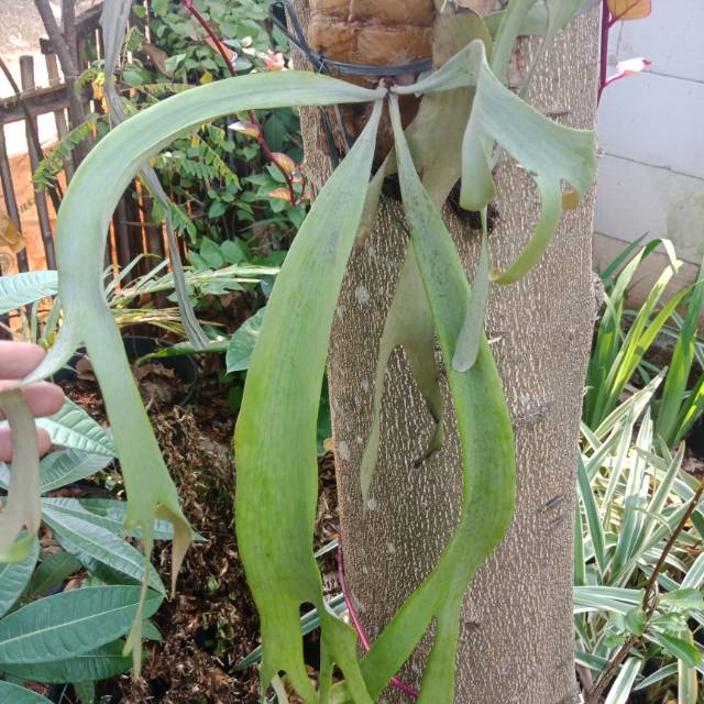 Bibit tanaman Tanduk Rusa Pohon Tanduk Rusa Tanaman Tanduk Rusa tanaman tempel tanaman gantung