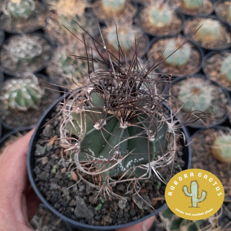 KAKTUS SKULEN astrophytum capricorn