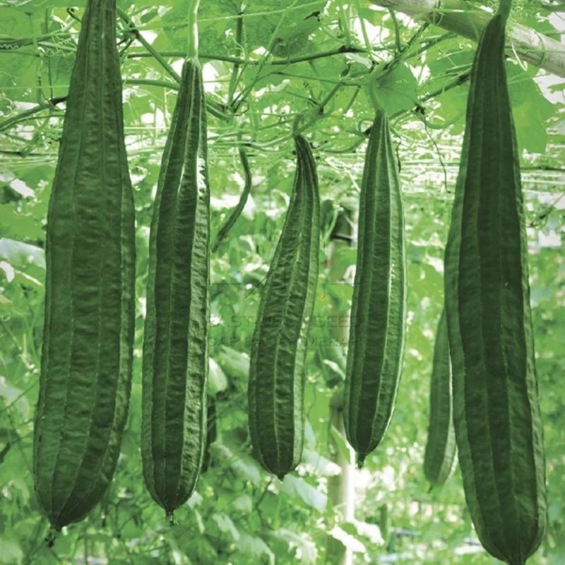 Benih Bibit Oyong Gambas