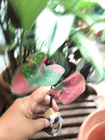 Keladi White Raffles Caladium White Knight