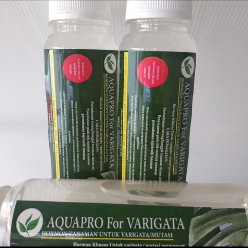 Aquapro for varigata, hormon tanaman untuk varigata monstera dll