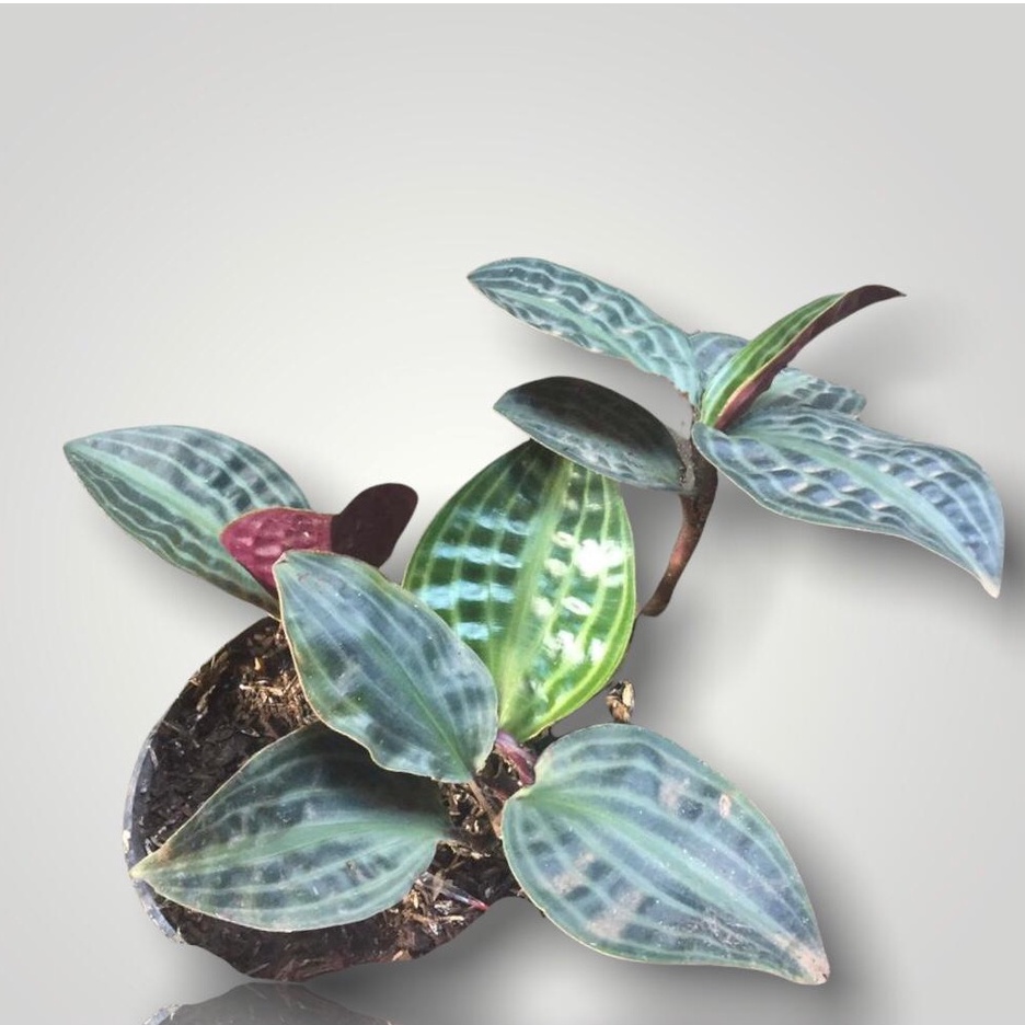 PACING KURA (Geogenanthus Poeppigii)