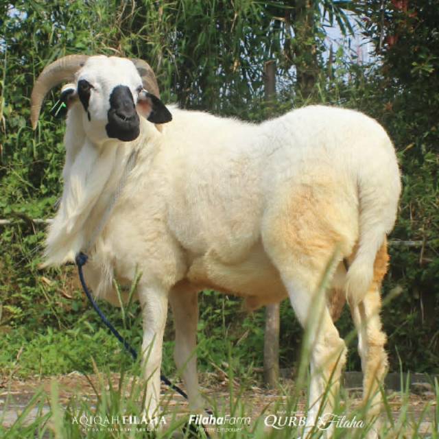 Kurban kambing / domba Idul Adha berkualitas insyaAllah amanah qurban