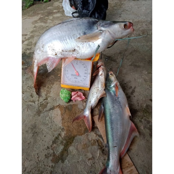 

(COD) ROTI KHUSUS MANCING.minimal beli 20 buah.