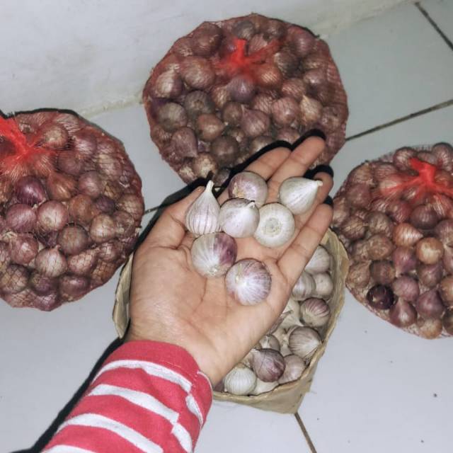 Bawang tunggal bawang lanang bawang putih tunggal bawang tunggal import bawang lokal bawang obat