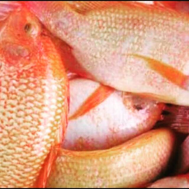 

Ikan Nila Merah Fresh Bersih Per Kg ( Langsung Dari Kolam )