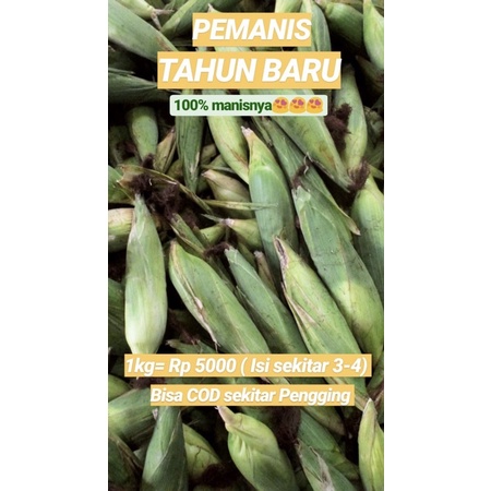 

Jagung Manis