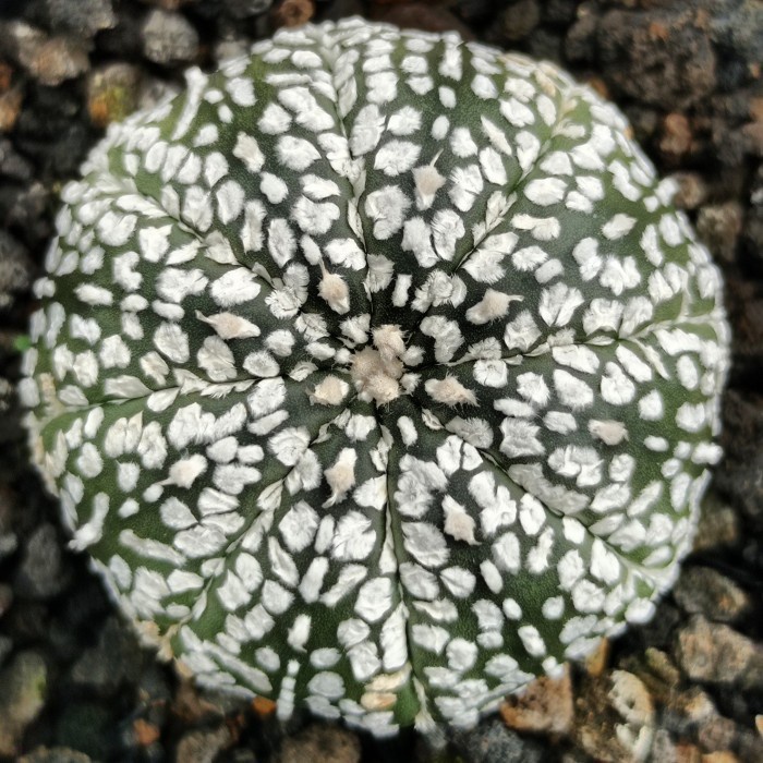 astrophytum asterias super kabuto KAKTUS SUKULEN|TANAMAN HIAS
