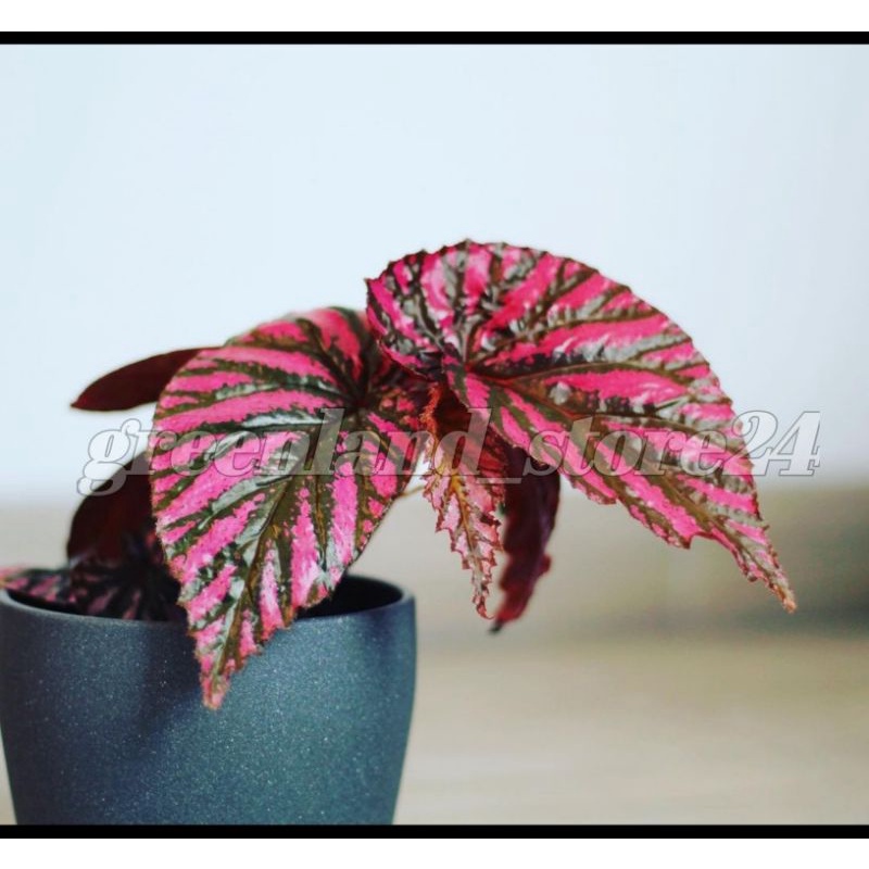 tanaman hias begonia brevirimosa - tanaman hias begonia - begonia - begonia brevirimosa