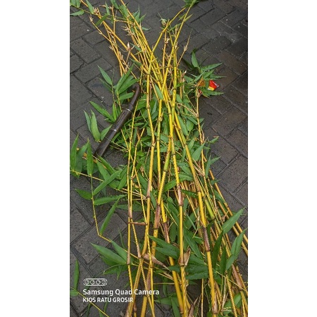 

DAUN BAMBU KUNING 100 GR