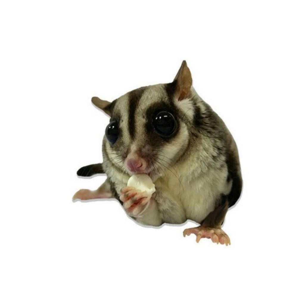 MAKANAN HAMSTER SUGAR GLIDER SNACK HAMSTER SUGAR GLIDER KELINCI FEFARM